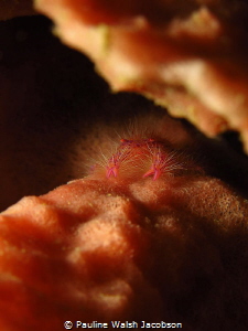 Hairy Squat Lobster Lauriea siagiani, Makawide, Lembeh, I... by Pauline Walsh Jacobson 